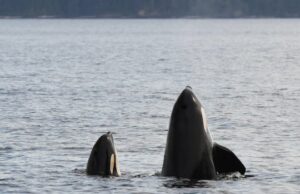Mães de baleias assassinas lutam para recuperar gordura corporal com mais descendentes Ícone de conversão de texto em fala