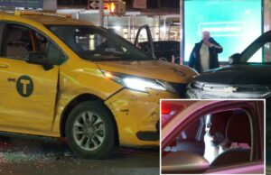 Maníaco armado sequestra táxi em Nova York para passeio – provocando perseguição policial selvagem que termina em acidente Um homem com um urso gritando do banco do motorista de um carro, com uma luz vermelha piscando visível no reflexo da janela do carro.