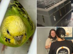 Mei Mei, a periquita, encontra para sempre um lar depois de uma vida fugitiva em Nova York: ‘Final feliz para ela’ Mei Mei, a periquita, encontra para sempre um lar depois de uma vida fugitiva em Nova York: 'Final feliz para ela'