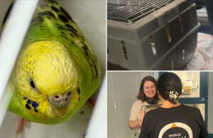 Mei Mei, a periquita, encontra para sempre um lar depois de uma vida fugitiva em Nova York: ‘Final feliz para ela’ Mei Mei, a periquita, encontra para sempre um lar depois de uma vida fugitiva em Nova York: 'Final feliz para ela'