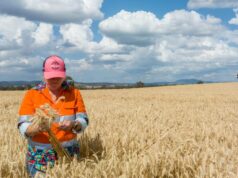 Mercado calmo de grãos mascara pressão crescente de preços caóticos de energia e combustíveis Mercado calmo de grãos mascara pressão crescente de preços caóticos de energia e combustíveis