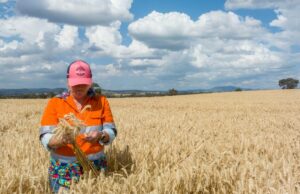 Mercado calmo de grãos mascara pressão crescente de preços caóticos de energia e combustíveis Mercado calmo de grãos mascara pressão crescente de preços caóticos de energia e combustíveis