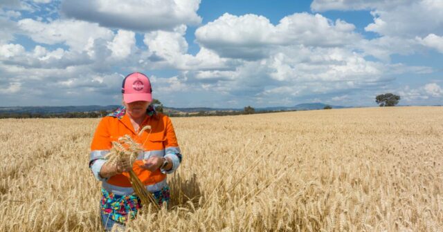 Mercado calmo de grãos mascara pressão crescente de preços caóticos de energia e combustíveis
