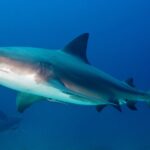 Ilha Lady Elliot na Grande Barreira de Corais.