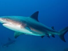 Mergulhador mordido por tubarão em ponto turístico australiano Ilha Lady Elliot na Grande Barreira de Corais.