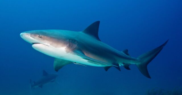 Ilha Lady Elliot na Grande Barreira de Corais. 