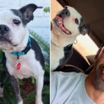 Momento emocionante: cachorro se reencontra com dono chorando três anos depois de ter sido roubado