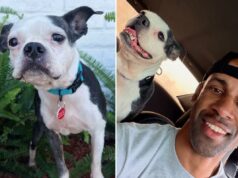 Momento emocionante: cachorro se reencontra com dono chorando três anos depois de ter sido roubado Momento emocionante: cachorro se reencontra com dono chorando três anos depois de ter sido roubado