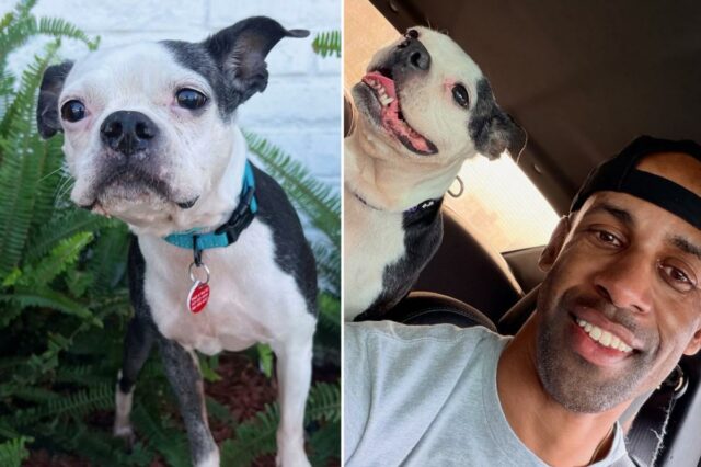 Momento emocionante: cachorro se reencontra com dono chorando três anos depois de ter sido roubado
