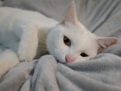 Mulher adota gato de rua – 3 anos depois, ela está em uma ‘configuração de cores diferentes’ Mulher adota gato de rua - 3 anos depois, ela está em uma 'configuração de cores diferentes'