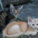 Mulher alimenta gato de rua e depois traz de volta a surpresa mais fofa