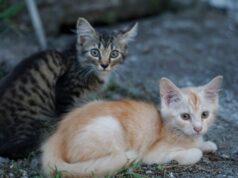 Mulher alimenta gato de rua e depois traz de volta a surpresa mais fofa Mulher alimenta gato de rua e depois traz de volta a surpresa mais fofa