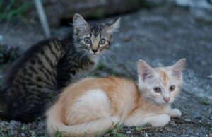 Mulher alimenta gato de rua e depois traz de volta a surpresa mais fofa Mulher alimenta gato de rua e depois traz de volta a surpresa mais fofa