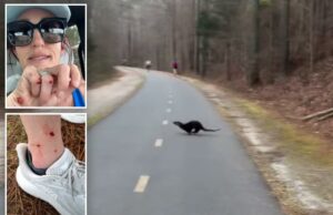 Mulher da Carolina do Norte atacada por lontra enquanto torcia por amigos na maratona – em ataque ‘extremamente incomum’ Mulher da Carolina do Norte atacada por lontra enquanto torcia por amigos na maratona – em ataque ‘extremamente incomum’