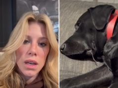 Mulher paga US$ 500 por babá de animais de estimação – retorna à cena de terror Mulher paga US$ 500 por babá de animais de estimação – retorna à cena de terror