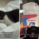 Mulher que mora no exterior resgata gato e depois é forçada a se mudar – lágrimas pelo que faz