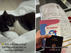 Mulher que mora no exterior resgata gato e depois é forçada a se mudar – lágrimas pelo que faz Mulher que mora no exterior resgata gato e depois é forçada a se mudar – lágrimas pelo que faz
