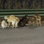 Sete fugitivos peludos foram encontrados movendo-se em formação militar ao lado de uma movimentada rodovia em Changchun, capital da província de Jilin, no nordeste da China (foto)