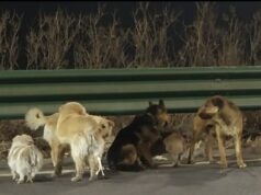 Mundo dominado por sete cães roubados que escaparam de uma fábrica de carne chinesa e se mudaram em formação militar para ajudar uns aos outros a caminhar dezesseis quilômetros para casa Sete fugitivos peludos foram encontrados movendo-se em formação militar ao lado de uma movimentada rodovia em Changchun, capital da província de Jilin, no nordeste da China (foto)