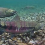 Muitas pequenas comunidades nativas do Alasca no interior do estado enfrentam uma crescente insegurança alimentar devido ao declínio do salmão amigo no rio Yukon, afirma a Conferência dos Chefes de Tanana. (Painel do Rio Yukon - crédito da imagem)