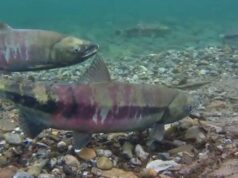 Nativos do Alasca, defendem as novas restrições do estado com o objetivo de ajudar a recuperação do salmão amigo Muitas pequenas comunidades nativas do Alasca no interior do estado enfrentam uma crescente insegurança alimentar devido ao declínio do salmão amigo no rio Yukon, afirma a Conferência dos Chefes de Tanana. (Painel do Rio Yukon - crédito da imagem)