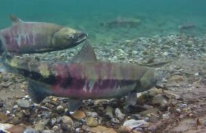 Nativos do Alasca, defendem as novas restrições do estado com o objetivo de ajudar a recuperação do salmão amigo Muitas pequenas comunidades nativas do Alasca no interior do estado enfrentam uma crescente insegurança alimentar devido ao declínio do salmão amigo no rio Yukon, afirma a Conferência dos Chefes de Tanana. (Painel do Rio Yukon - crédito da imagem)