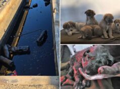 Ninhada de cachorrinhos resgatados por tropas dos EUA em poço de petróleo no Oriente Médio está tentando chegar à América Ninhada de cachorrinhos resgatados por tropas dos EUA em poço de petróleo no Oriente Médio está tentando chegar à América