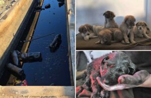 Ninhada de cachorrinhos resgatados por tropas dos EUA em poço de petróleo no Oriente Médio está tentando chegar à América Ninhada de cachorrinhos resgatados por tropas dos EUA em poço de petróleo no Oriente Médio está tentando chegar à América