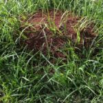 Ninho de formigas de fogo detectado na floresta tropical do Patrimônio Mundial em Gold Coast