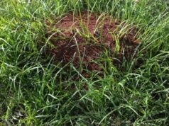 Ninho de formigas de fogo detectado na floresta tropical do Patrimônio Mundial em Gold Coast Ninho de formigas de fogo detectado na floresta tropical do Patrimônio Mundial em Gold Coast