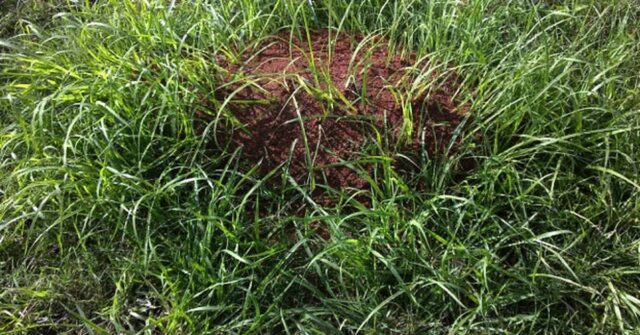 Ninho de formigas de fogo detectado na floresta tropical do Patrimônio Mundial em Gold Coast
