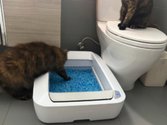 O PetSafe ScoopFree é uma alternativa econômica ao Litter-Robot se o seu gato odeia caixas sanitárias fechadas Gato sentado no vaso sanitário olhando para a caixa de areia no chão