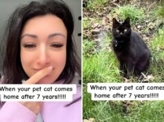 O gato desaparecido de uma mulher retornou após 7 anos, mas mais desgosto estava por vir Woman spots missing cat