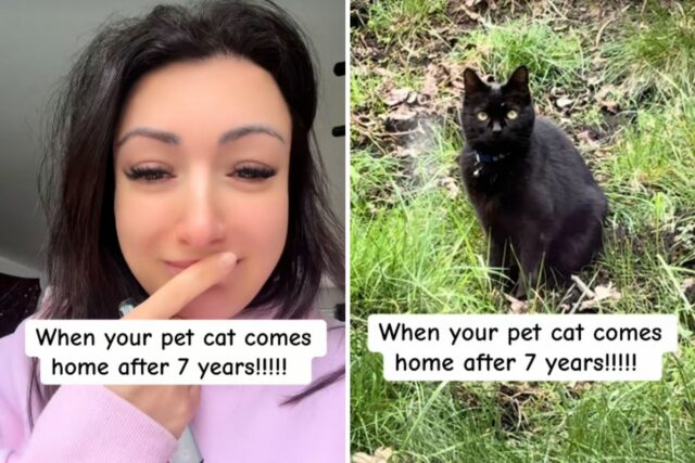 O gato desaparecido de uma mulher retornou após 7 anos, Woman spots missing cat