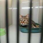 O gato 'mais triste' do abrigo finalmente é adotado - então surge a verdadeira personalidade