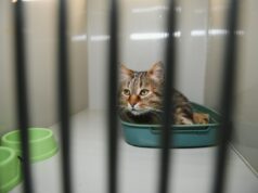 O gato ‘mais triste’ do abrigo finalmente é adotado – então surge a verdadeira personalidade O gato 'mais triste' do abrigo finalmente é adotado - então surge a verdadeira personalidade