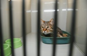 O gato ‘mais triste’ do abrigo finalmente é adotado – então surge a verdadeira personalidade O gato 'mais triste' do abrigo finalmente é adotado - então surge a verdadeira personalidade