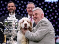 O homem que ganhou o prêmio de ‘Best in Show’ da Crufts com seu Clumber spaniel Bruin foi condenado por crueldade contra animais depois de manter o cachorro em condições ‘nojentas’ Lee Cox (foto com seu cachorro), cujo Clumber spaniel Bruin ganhou o prêmio Crufts Best in Show, tem uma condenação anterior por crueldade contra animais