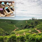 O preço do café está disparando mais rápido do que todos os outros alimentos – e a razão vai muito além das tarifas