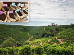 O preço do café está disparando mais rápido do que todos os outros alimentos – e a razão vai muito além das tarifas O preço do café está disparando mais rápido do que todos os outros alimentos – e a razão vai muito além das tarifas