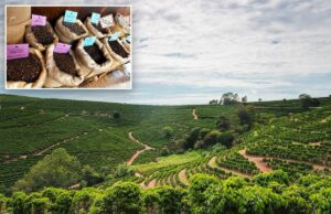 O preço do café está disparando mais rápido do que todos os outros alimentos – e a razão vai muito além das tarifas O preço do café está disparando mais rápido do que todos os outros alimentos – e a razão vai muito além das tarifas