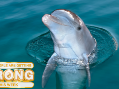 O que as pessoas estão errando esta semana: os golfinhos sequestraram um homem da Flórida? O que as pessoas estão errando esta semana: os golfinhos sequestraram um homem da Flórida?