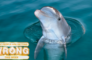 O que as pessoas estão errando esta semana: os golfinhos sequestraram um homem da Flórida? O que as pessoas estão errando esta semana: os golfinhos sequestraram um homem da Flórida?