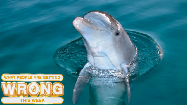 O que as pessoas estão errando esta semana: os golfinhos sequestraram um homem da Flórida?
