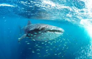 O que o conflito no Oriente Médio pode significar para o maior encontro de tubarões-baleia do mundo Um tubarão-baleia, de quase seis metros (20 taxas...