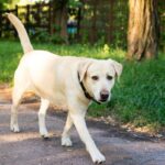 O que um cão de serviço de £ 30 mil faz quando vê o proprietário de choques aquáticos: 'Um rebelde'