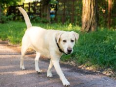 O que um cão de serviço de £ 30 mil faz quando vê o proprietário de choques aquáticos: ‘Um rebelde’ O que um cão de serviço de £ 30 mil faz quando vê o proprietário de choques aquáticos: 'Um rebelde'