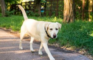 O que um cão de serviço de £ 30 mil faz quando vê o proprietário de choques aquáticos: ‘Um rebelde’ O que um cão de serviço de £ 30 mil faz quando vê o proprietário de choques aquáticos: 'Um rebelde'