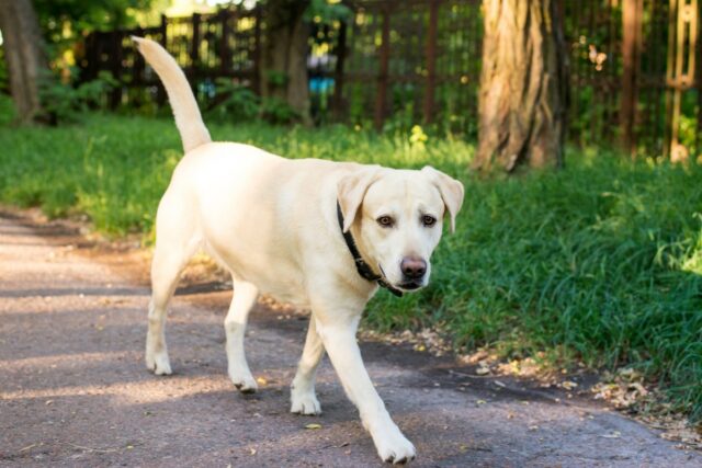 O que um cão de serviço de £ 30 mil faz quando vê o proprietário de choques aquáticos: 'Um rebelde'   
