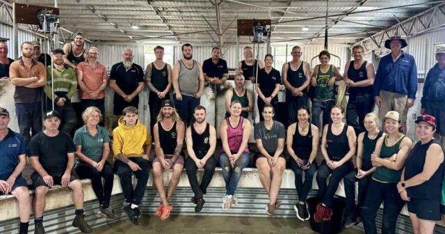 O treinamento em bem-estar animal mantém a indústria de lã de WA no auge internacionalmente
